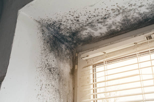 Affordable Mold Cleanup solutions in Gainesville, VA