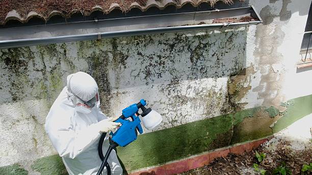 Top rated local Mold Cleanup specialists in Gainesville, VA